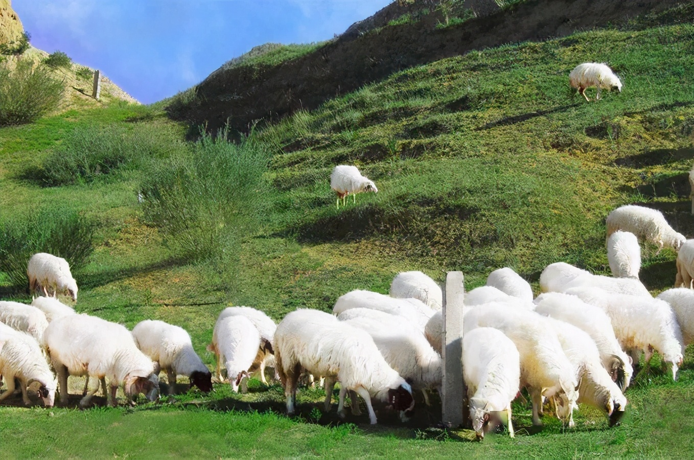 哪些羊肉入选过国宴,宁夏国宴羊肉是什么羊