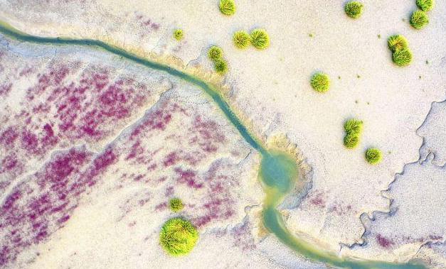 非洲大蜗牛有“脏”，就连敢喝恒河水的人，都不敢碰它