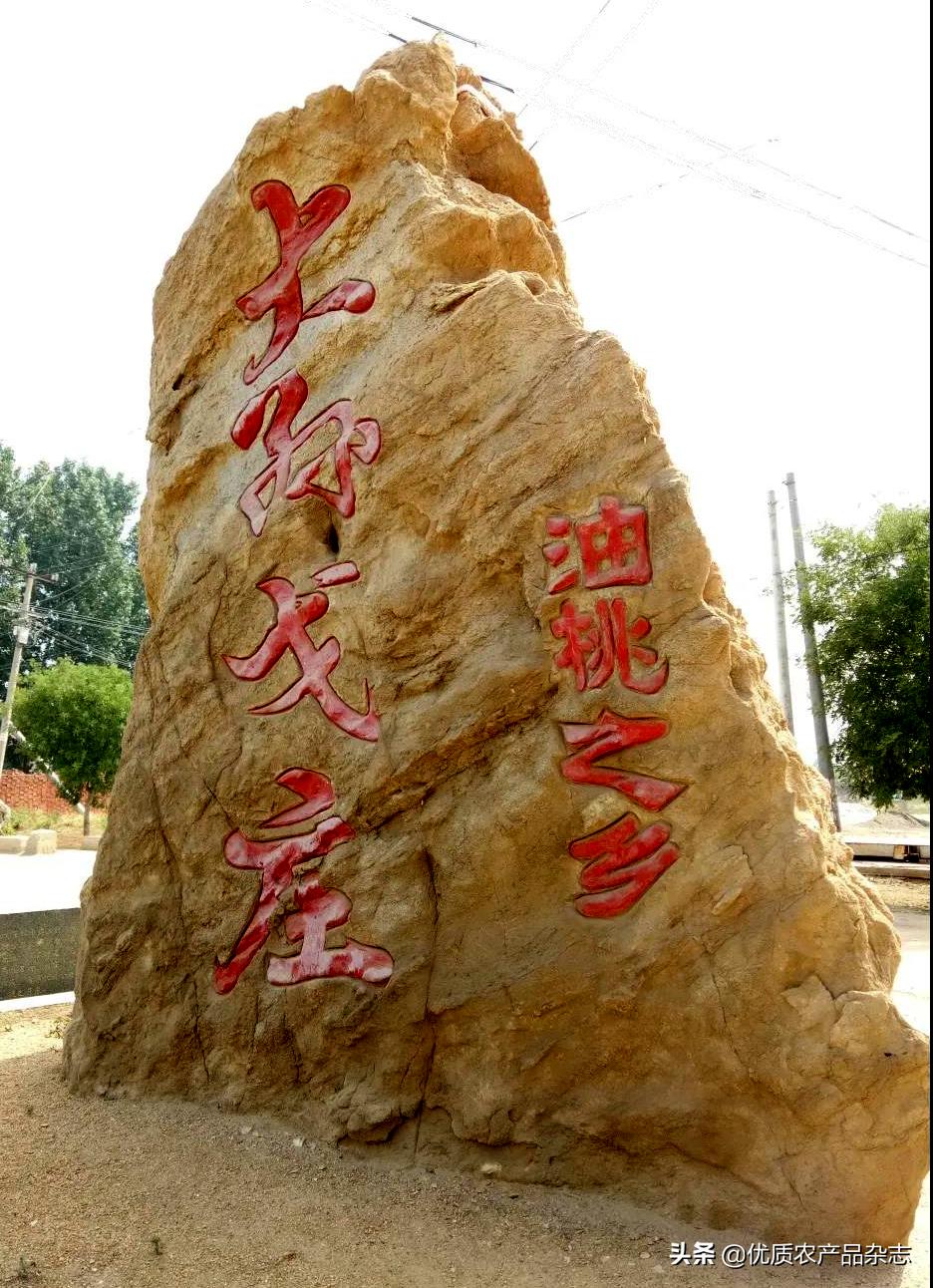 这颗桃不一般！看麻兰油桃如何“桃”人欢心