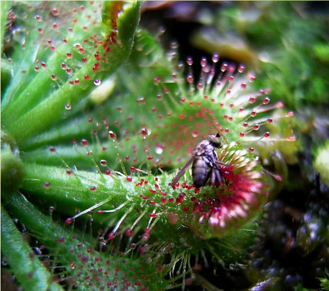 驱蚊抗寒最强的花卉,驱蚊最厉害的花盆栽