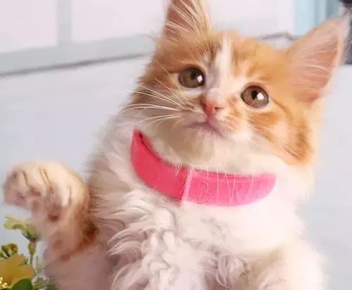 猫咪洗澡前驱虫还是洗澡后驱虫,猫咪体外驱虫和体内驱虫多久一次