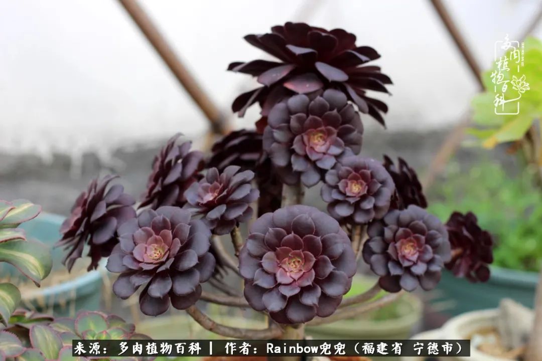 岁月无波澜余生不悲欢是啥意思,愿你岁月无波澜敬我余生无悲欢