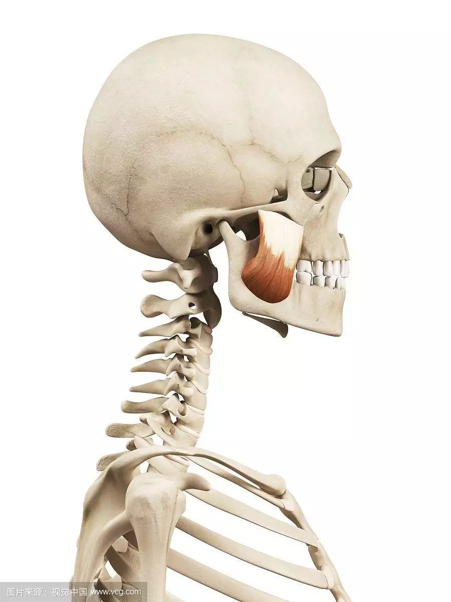 每日一肌大臂疼,牙疼咬肌肿了