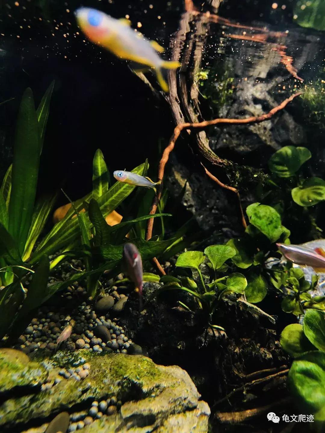 半水龟环境布置,最好玩的半水龟