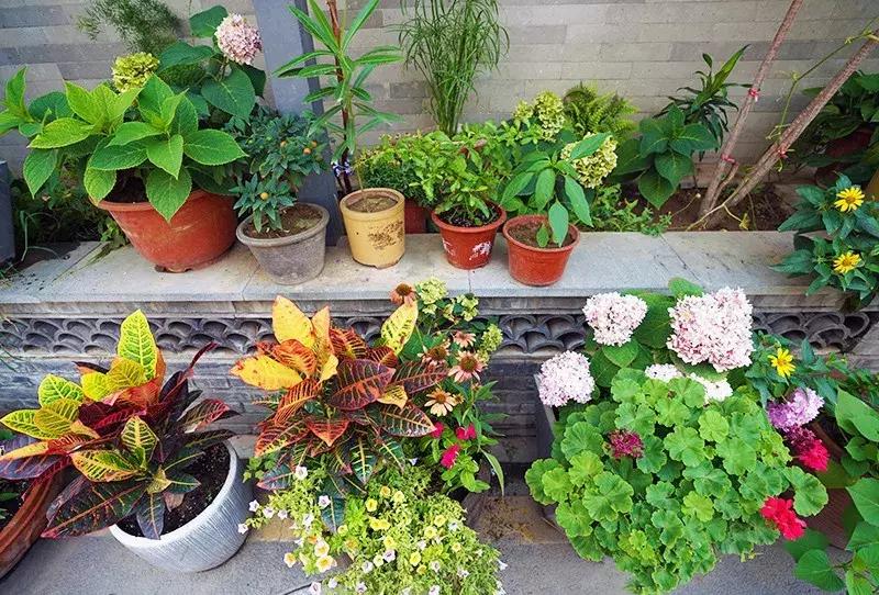 胡同里的日常生活,胡同里的北京生活