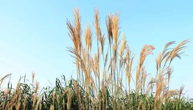 看看纽约中央公园的美景,真实的纽约中央公园