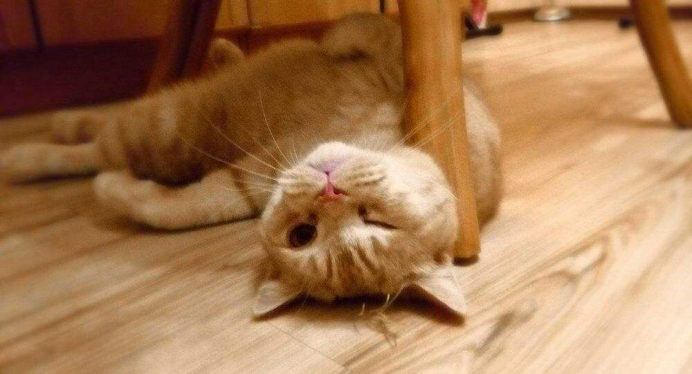 官方辟谣猫和老鼠,猫咪对人的友好表现是什么