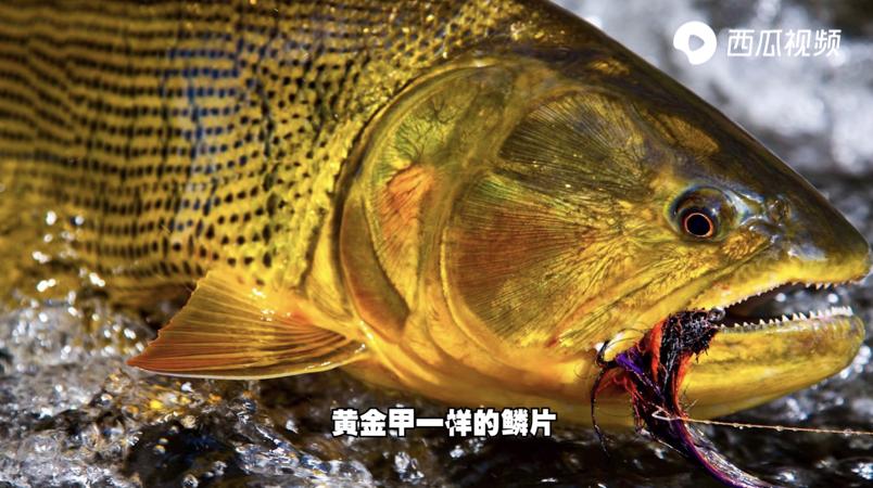 不靠颜值却偏偏要靠实力？此鱼身披黄金甲！西瓜视频邂逅黄金河虎