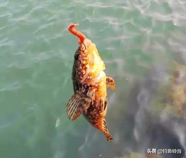 海钓石九公用几克的铅头钩,海钓石九公最佳水温是多少