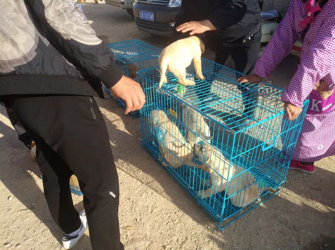 拉布拉多犬多少钱能买到,拉布拉多犬市场价多少钱一只