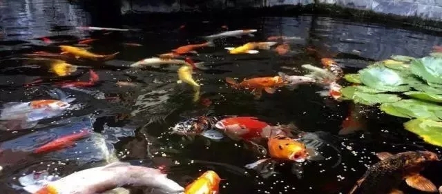 庭院锦鲤鱼池过滤改造,小院锦鲤鱼池建造过程