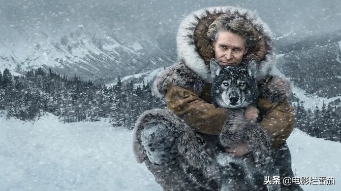 二哈多哥极限逃跑,多哥为什么跟其他哈士奇不一样