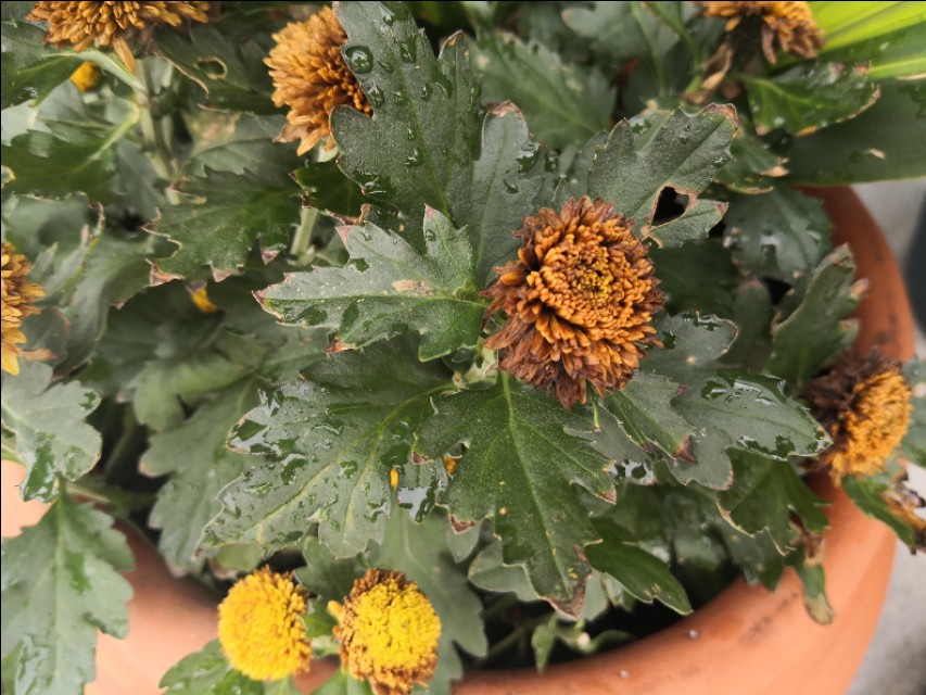 菊花花谢后，修剪掉的枝条千万别浪费了，简单插扦就能变好多盆。