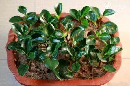 豆瓣绿怎么养叶子才油绿,豆瓣绿和碧绿