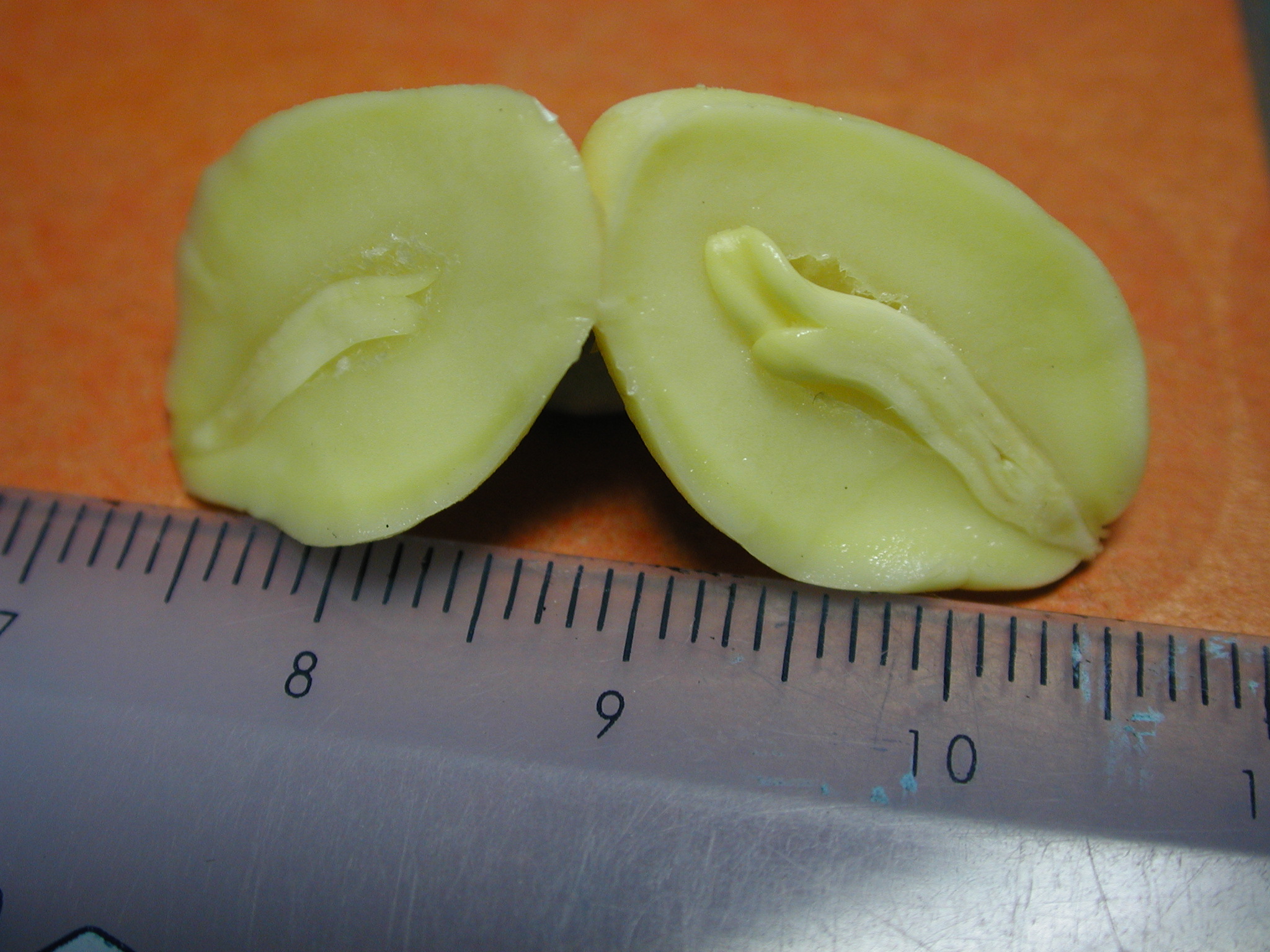 路边捡的银杏叶做成的花,路边捡的银杏果盆景