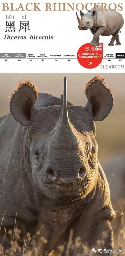 食草动物中的“斗士”-黑犀