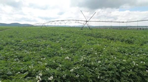 磷肥当季利用率低不需要经常使用,磷肥施用过量怎么补救