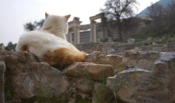 穷养猫vs富养猫的视频,穷养狗vs富养狗