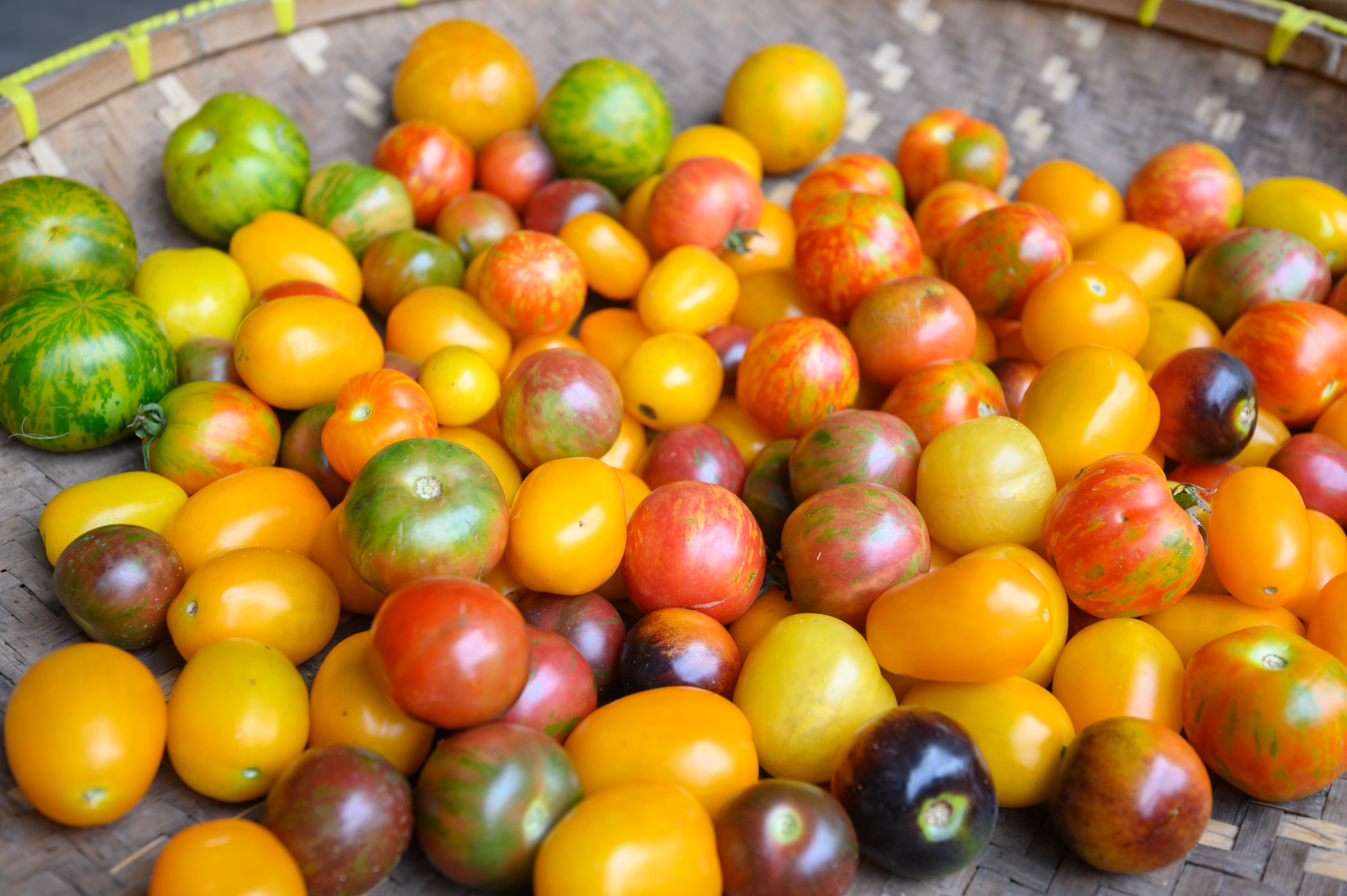 知道乌村吗，孩子来了就不愿离开，住乌村去西栅可以省150元