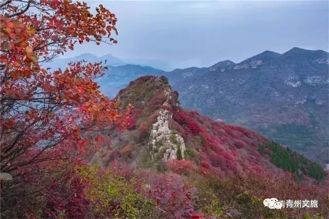 这样的青州，您不可错过~
