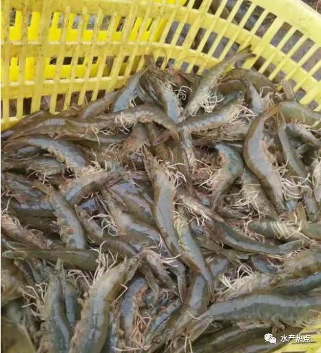 进口南美虾价格最新行情,今年5月份进口南美白虾全国数量