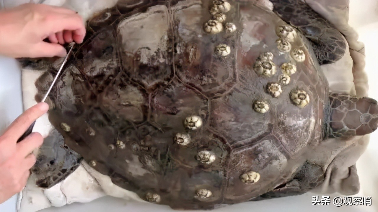 美国海军清理藤壶,美国的航母怎么处理藤壶