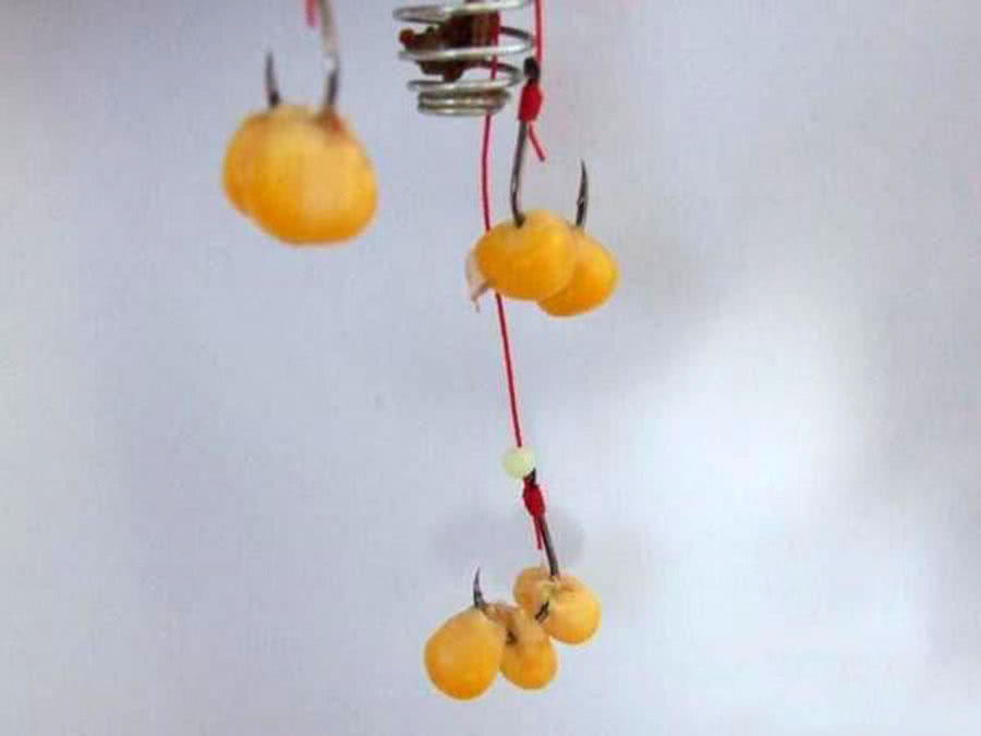 用玉米钓鱼总是空军,为什么用玉米老是钓鲤鱼