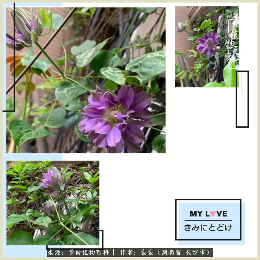 栽花种草的岁月，万物生长之阴晴圆缺