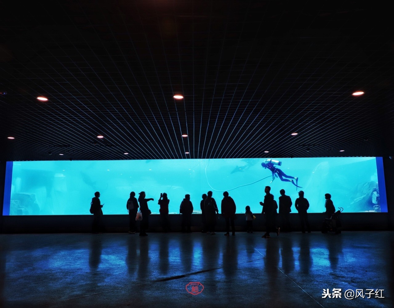 上海新地标丨海昌海洋公园一日游园玩法攻略