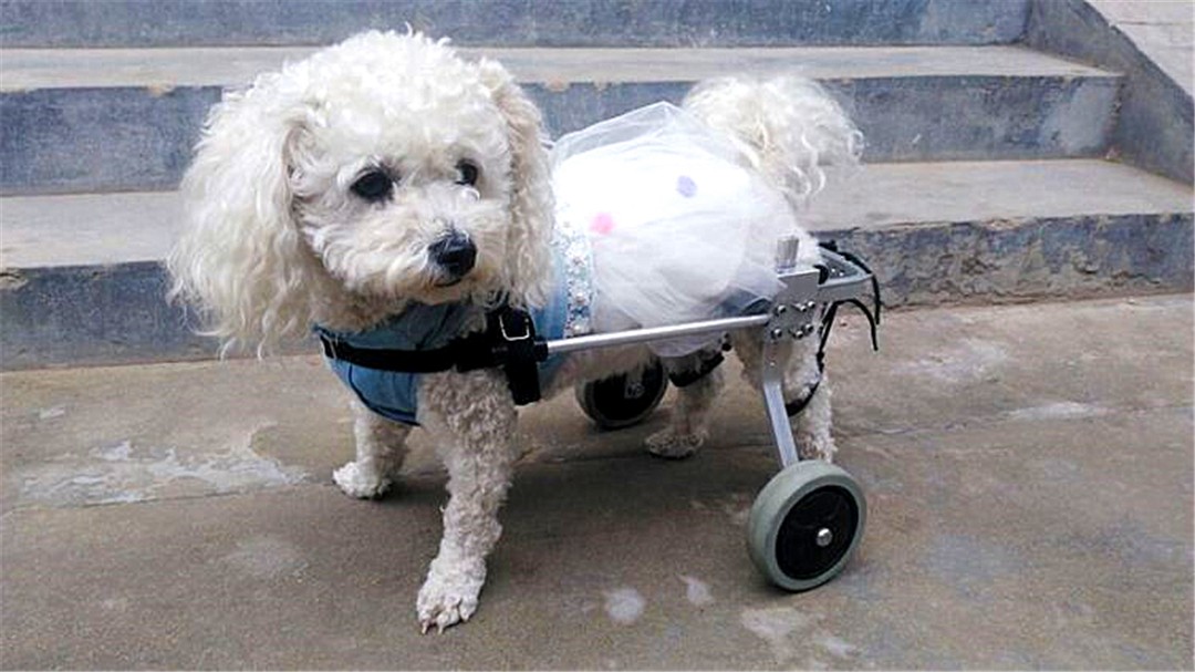 犬腰椎间盘疾病的部位,狗腰椎间盘突出的治疗方法