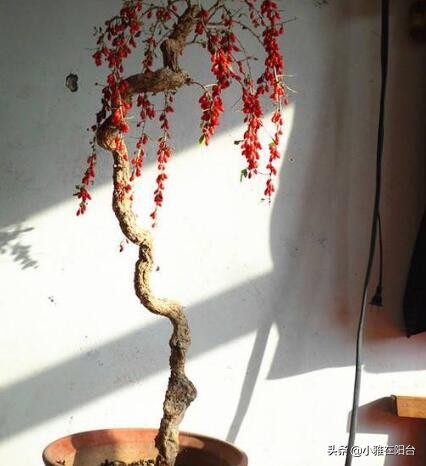 养花不如种姜,养花不如种鸡蛋