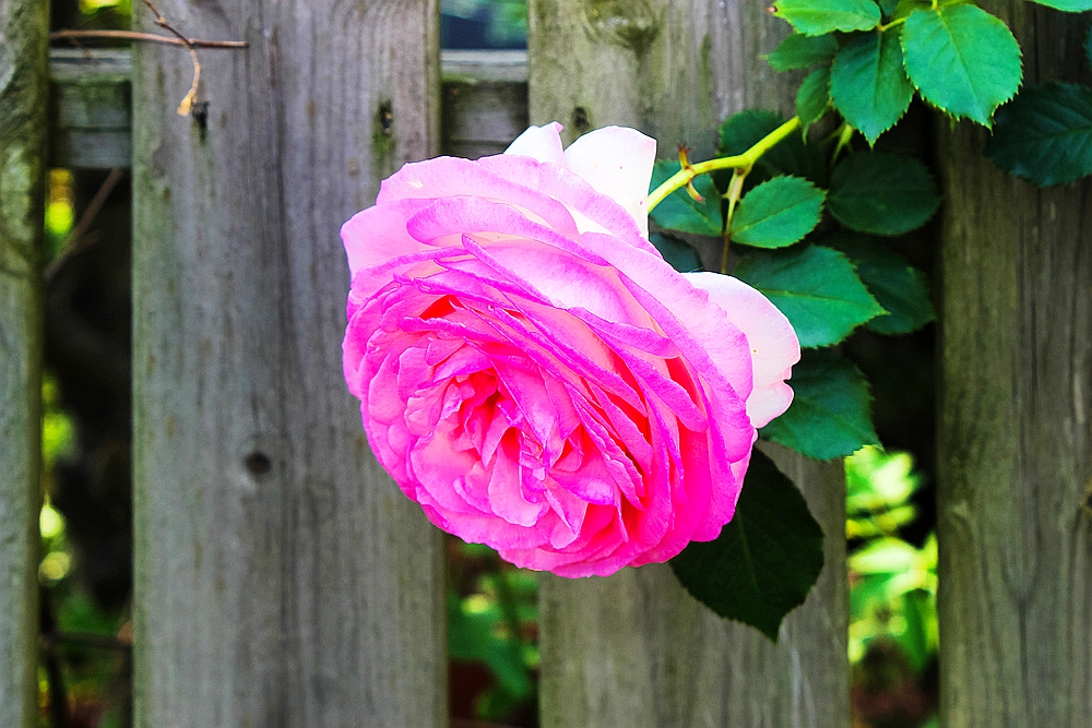 月季被称为花中皇后的故事,月季是国花还是市花