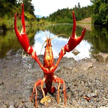 小龙虾养殖最适合养殖的时间,小龙虾养殖需要什么条件和技术