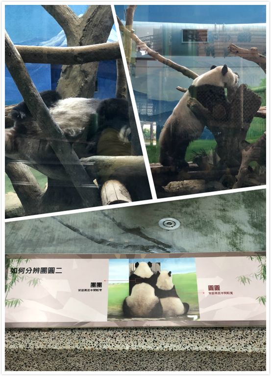 太有幸福感了！周杰伦同款奶茶喝到撑！攻略在此，拿走不谢