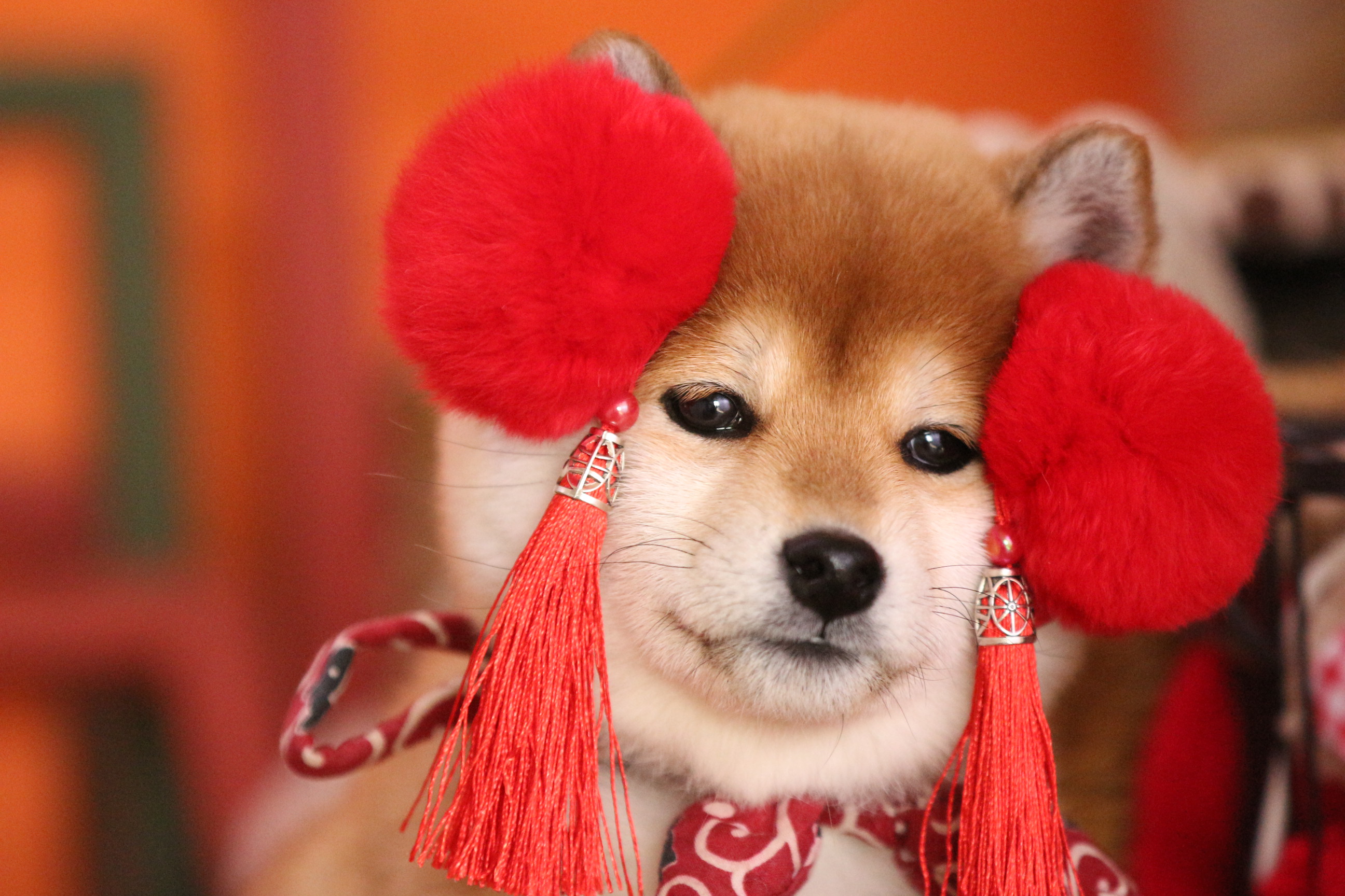 秋田跟柴犬的区别,柴犬和秋田的区别在哪