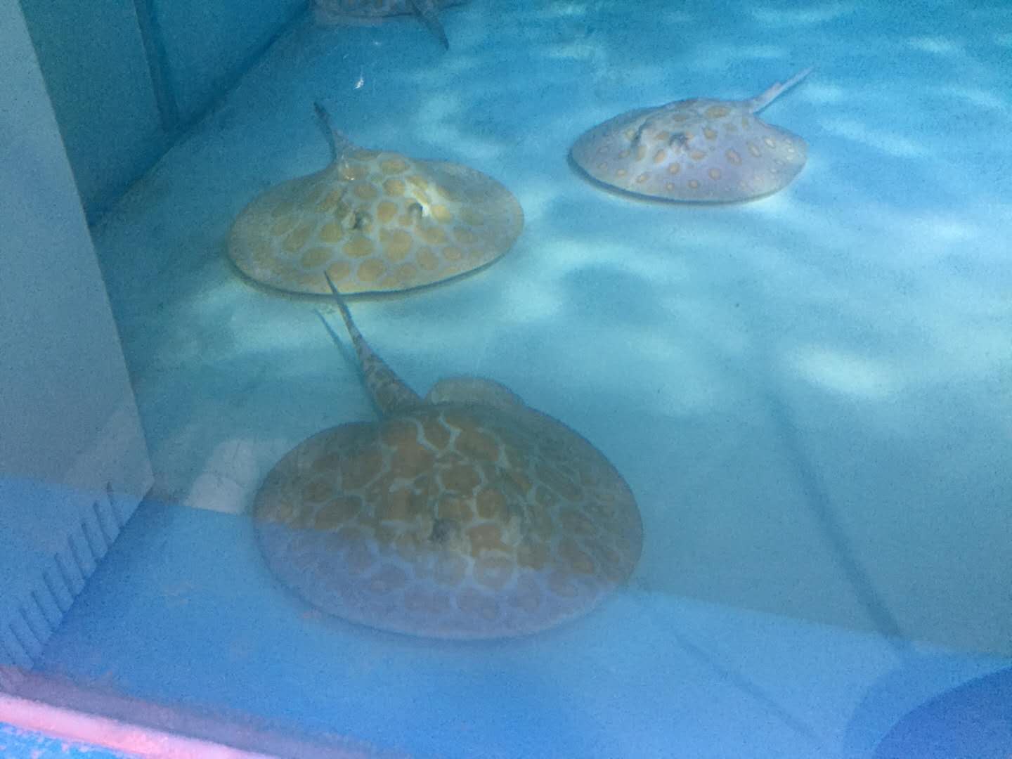 楠羽魟鱼,楠羽养鱼经全集