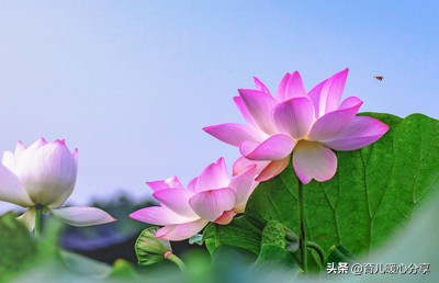 幼儿园小班角色游戏教案大全集,幼儿园有趣简单的游戏活动