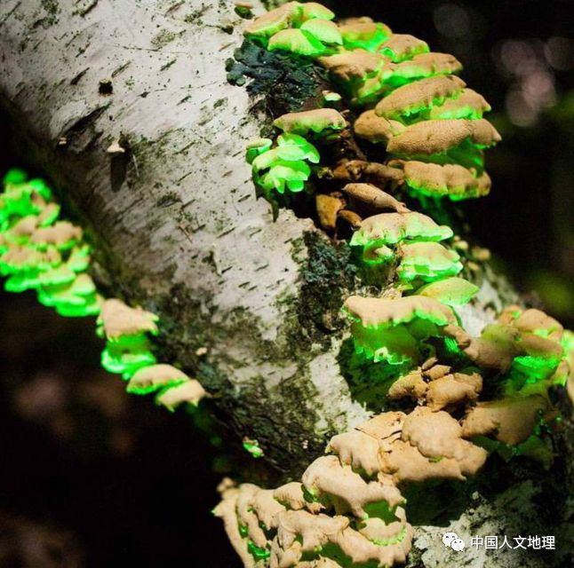 摄影彩色蘑菇,摄影师拍摄迷你蘑菇