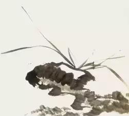 兰花的画法国画,兰花的画法步骤动画