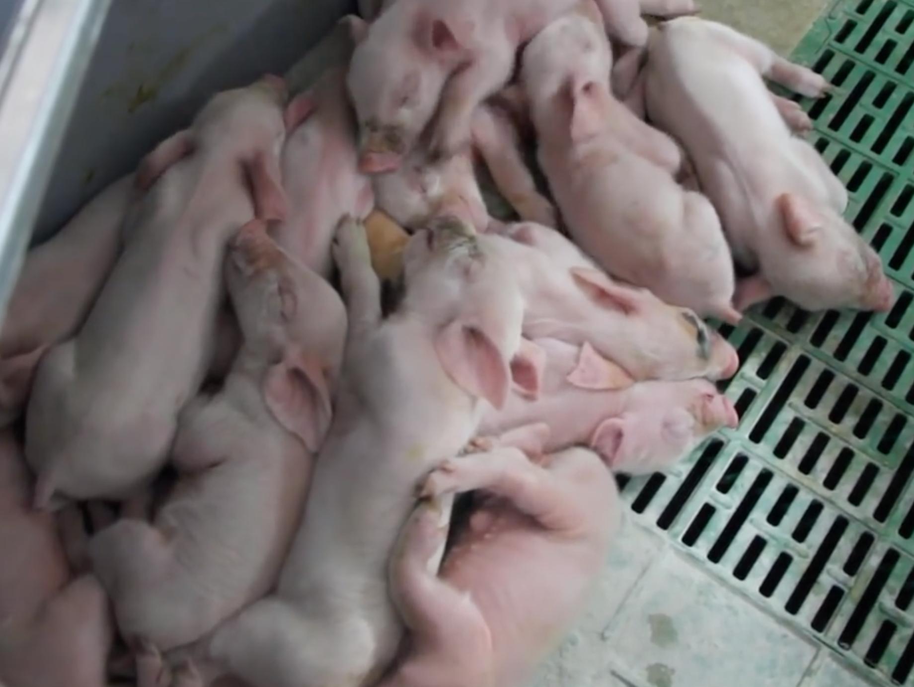 新式猪产床,猪产床怎么设计