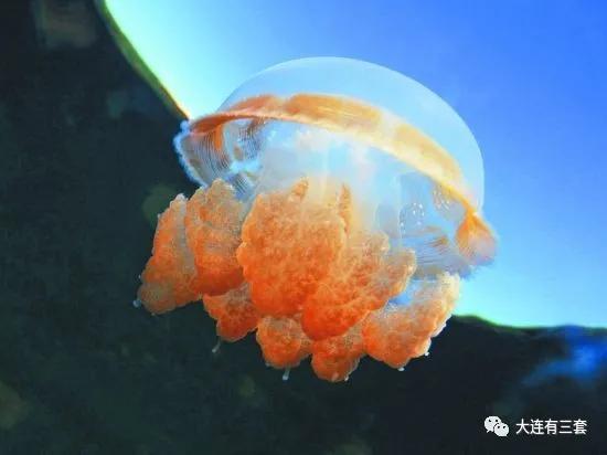 海边游玩遇到的危险,去海边皮肤过敏的原因