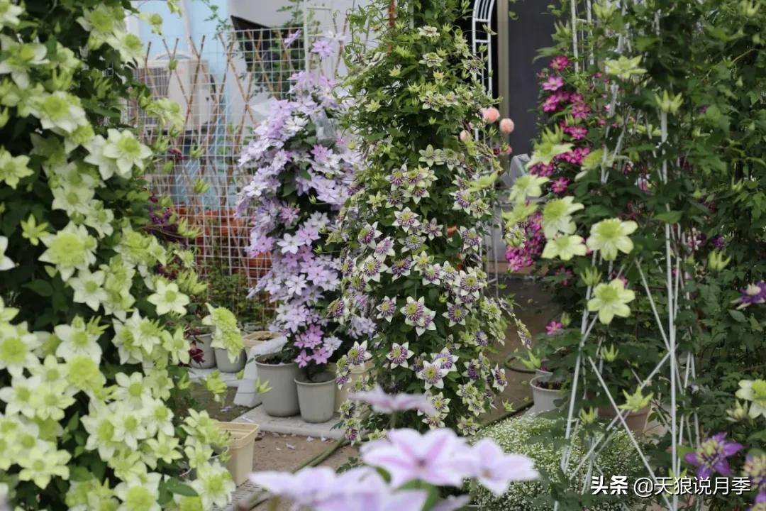 别人做梦都想要的花墙，他早就用铁线莲实现了