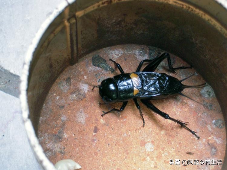 蟋蟀可以卖多少钱一只最便宜的,一个普通蟋蟀能卖多少钱