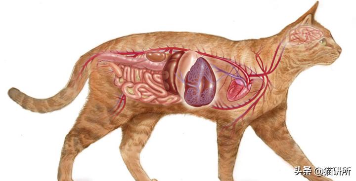 猫咪会长毛囊炎吗,猫咪会长老年斑吗