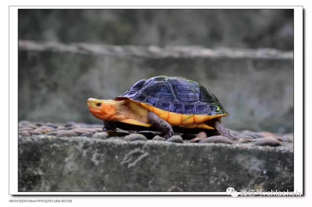 黄缘乌龟宠物,黄缘龟喜欢的植物