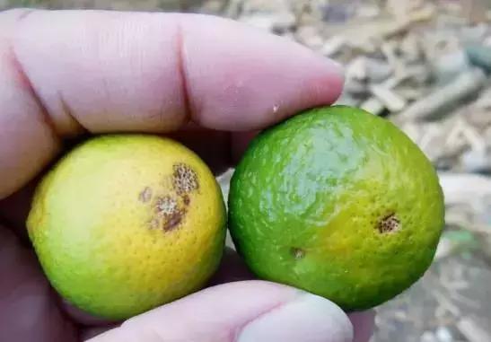 果树大量生虫子怎么办,防止果树生虫子小妙招