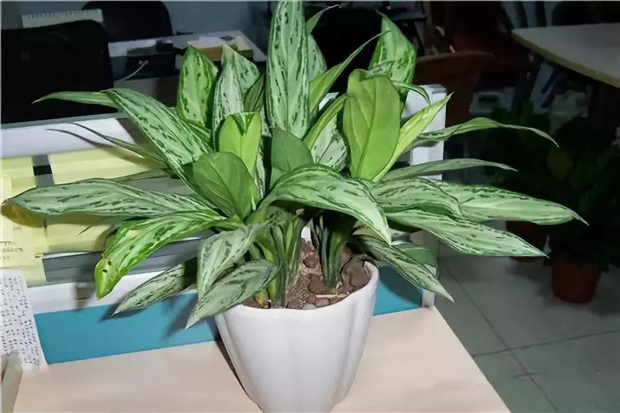 种什么蔬菜可吸甲醛,坪地吸甲醛的植物