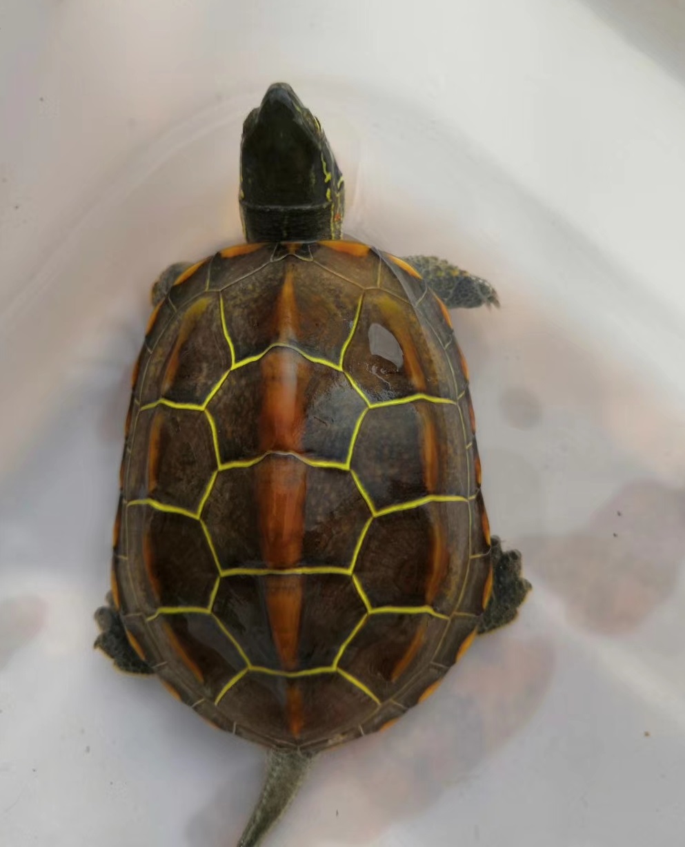 好生伺候着下一句,好生伺候着