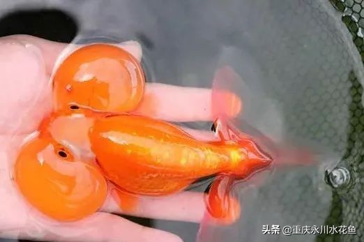 十种最漂亮的观赏鱼视频播放,观赏鱼60条