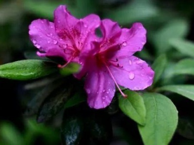 杜鹃花浇水每次都调酸吗,杜鹃花浇水多了是什么样子